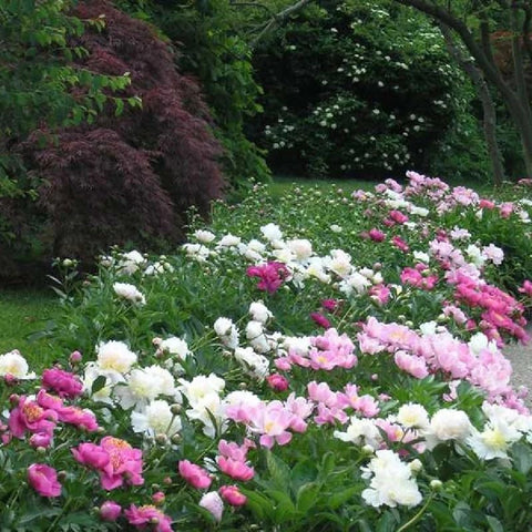 Wivolibe pollinator-friendly garden attracting bees and butterflies