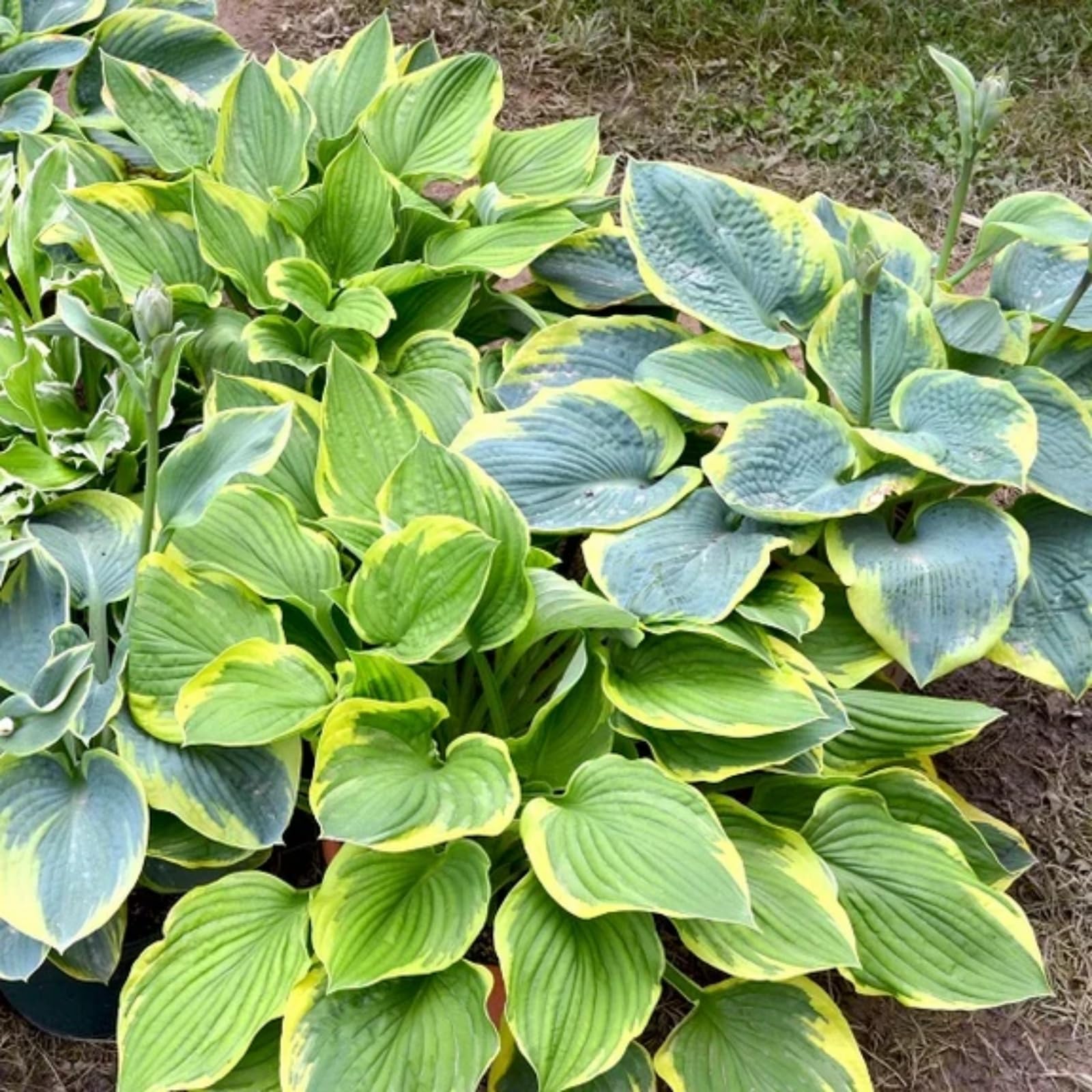 Wivolibe pollinator-friendly hosta blooms attract hummingbirds.