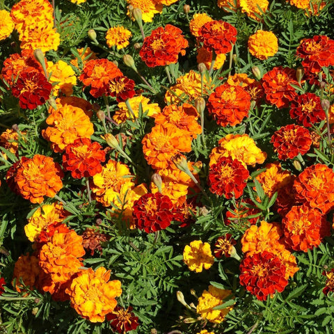 Wivolibe marigolds attract bees and butterflies for pollinator-friendly landscapes