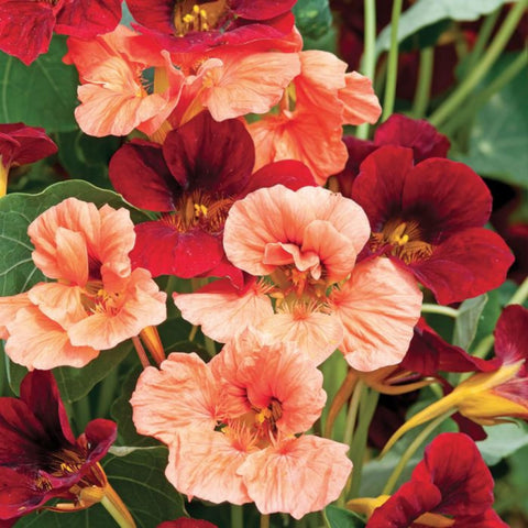 Wivolibe pollinator-friendly nasturtium blooms brighten the garden.