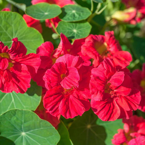 Wivolibe pollinators on nasturtium supporting garden health
