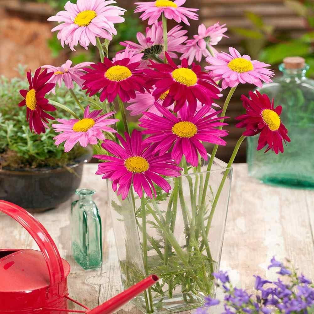 Bees visiting Wivolibe Painted Daisies for garden pollinators.
