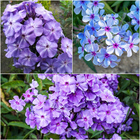 Wivolibe purple phlox seeds cover shows vibrant color for a spring-ready ground cover.