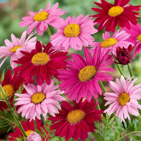 Close-up of Wivolibe Painted Daisies showing rich bloom colors.