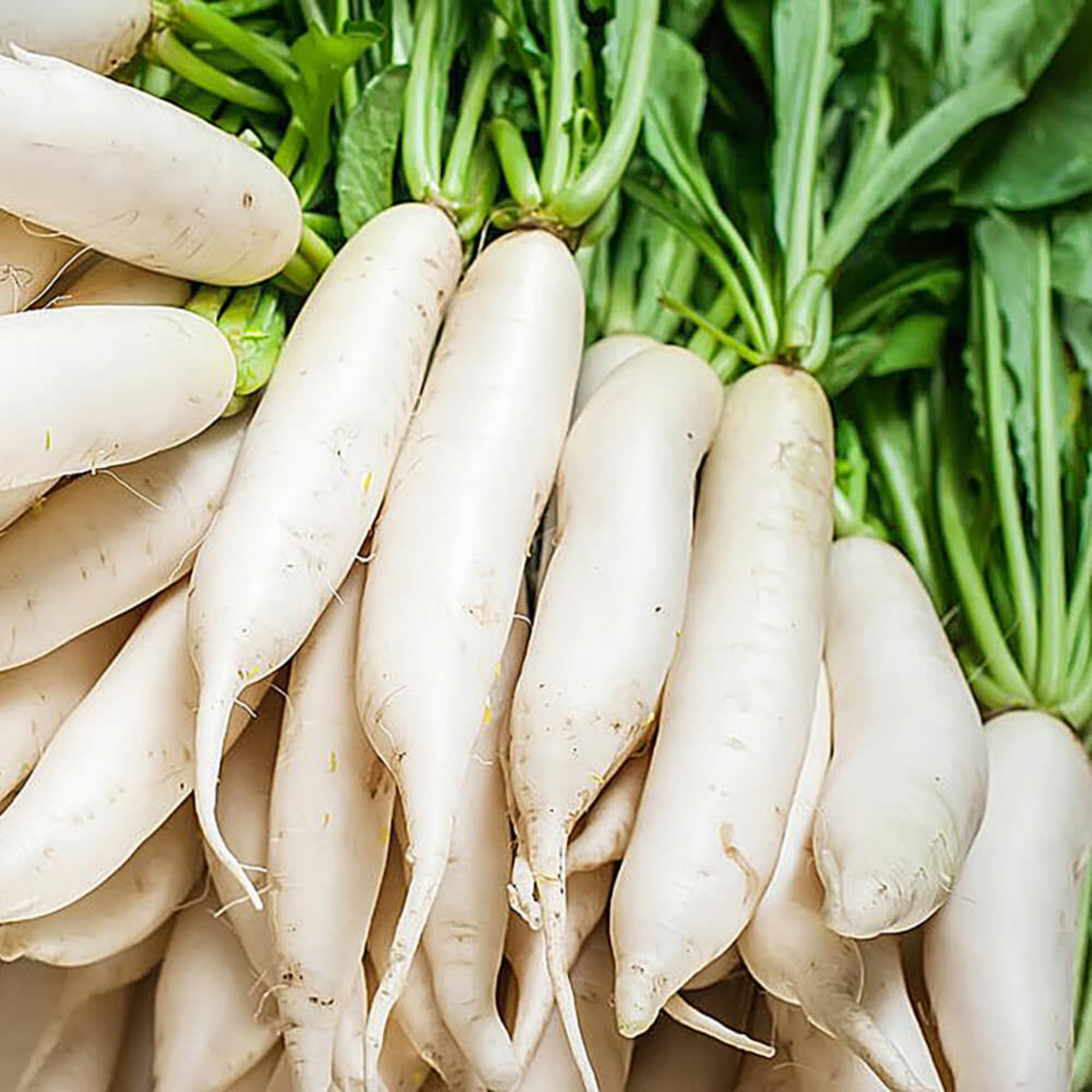 Wivolibe Mixed varieties radish seeds pack visual multi-pack for ongoing harvests.