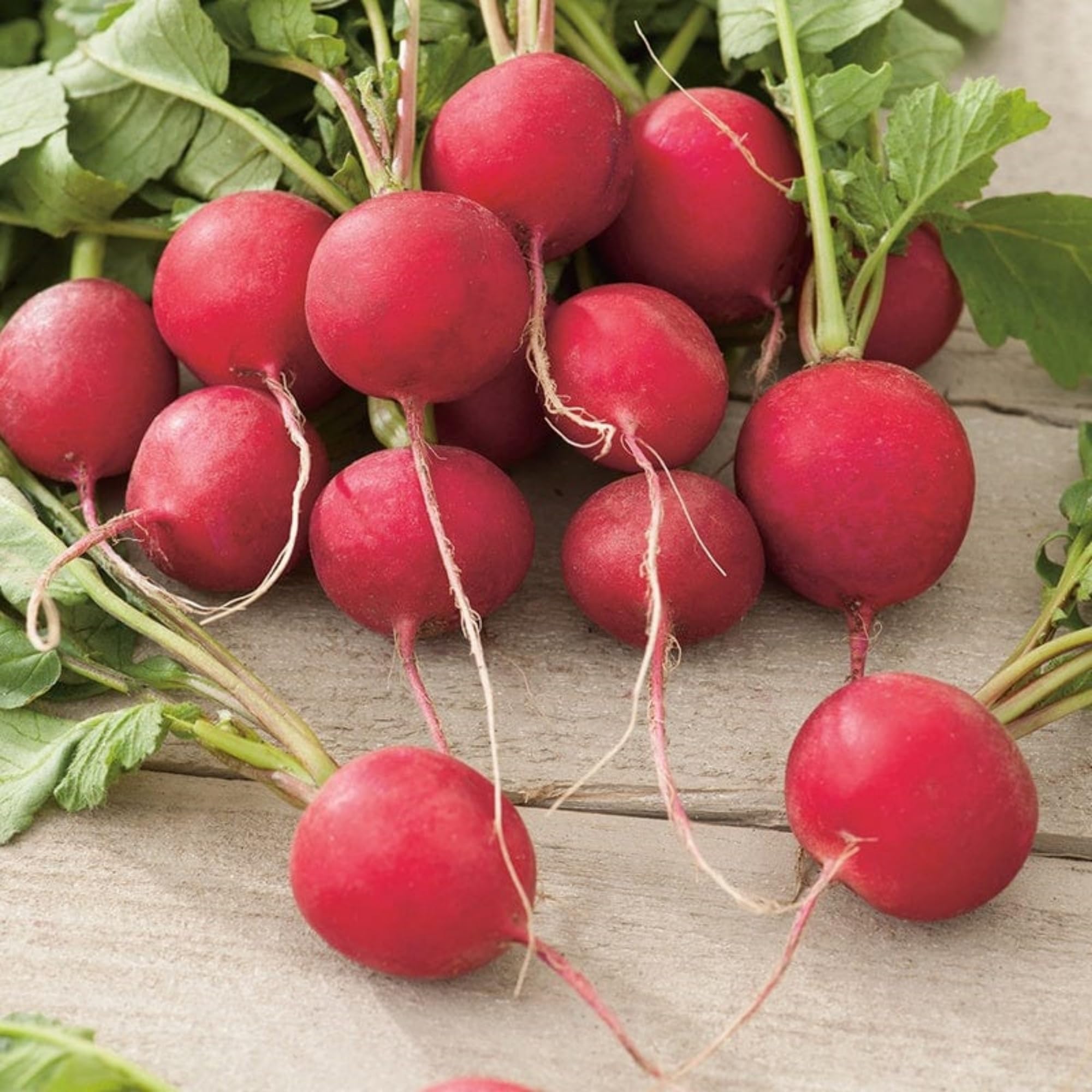 Wivolibe Purple Plum radish seeds pack visual mix for fresh garden harvest.