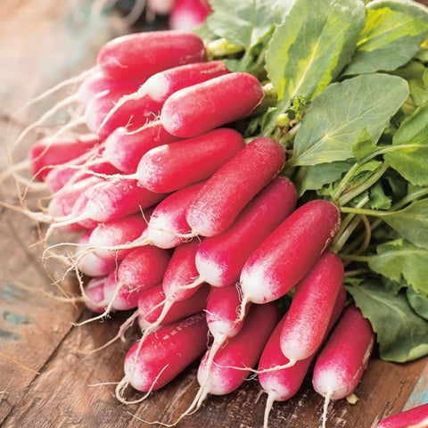 Wivolibe Red radish seeds pack visual bundle for fast germination.
