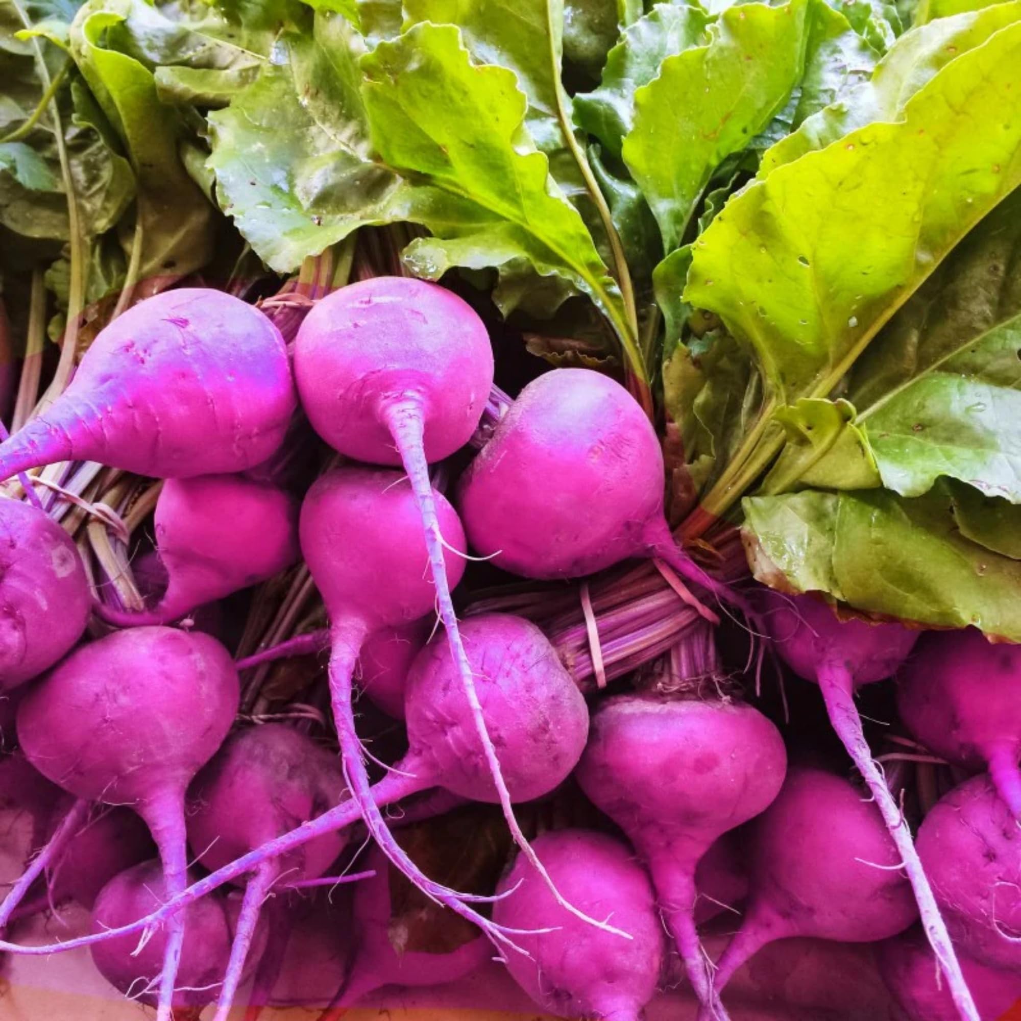 Wivolibe Watermelon radish seeds pack visual spread for colorful salads.