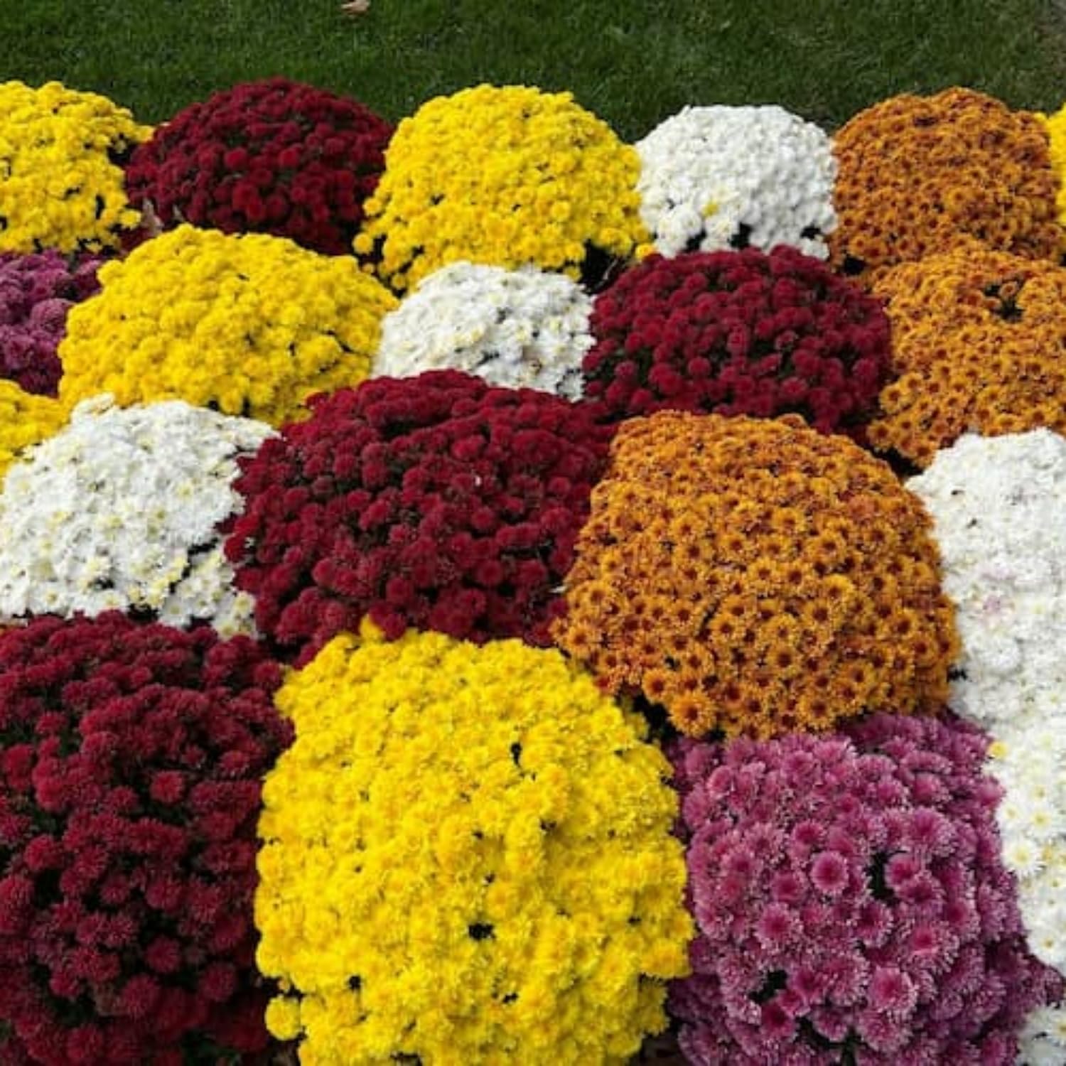 Wivolibe rainbow chrysanthemum blooms showcase a colorful palette.