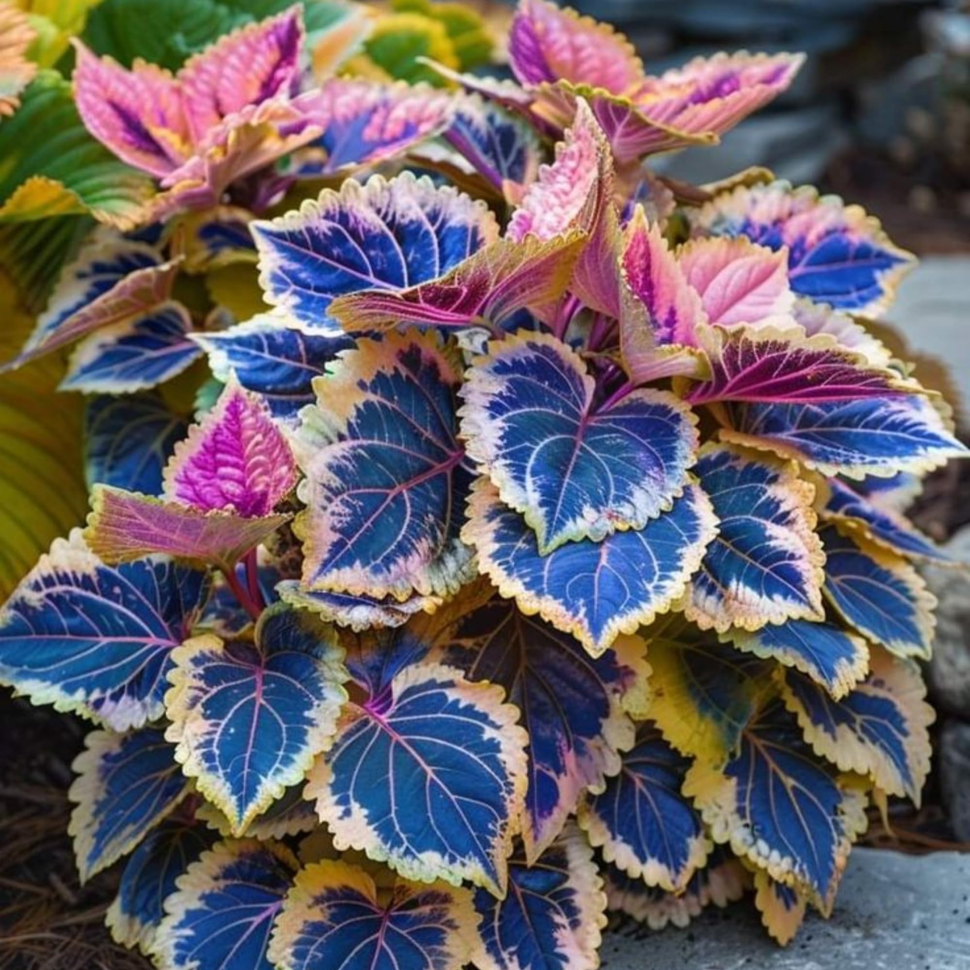 Wivolibe Rainbow Coleus foliage closeup reveals vivid leaf patterns.