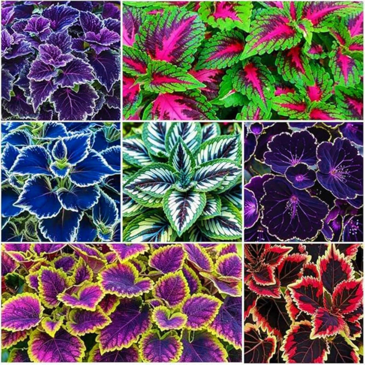 Wivolibe Rainbow Coleus seeds pack ready for vibrant indoor or outdoor plantings.