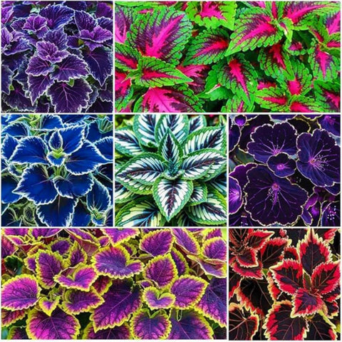 Wivolibe Rainbow Coleus seeds pack ready for vibrant indoor or outdoor plantings.