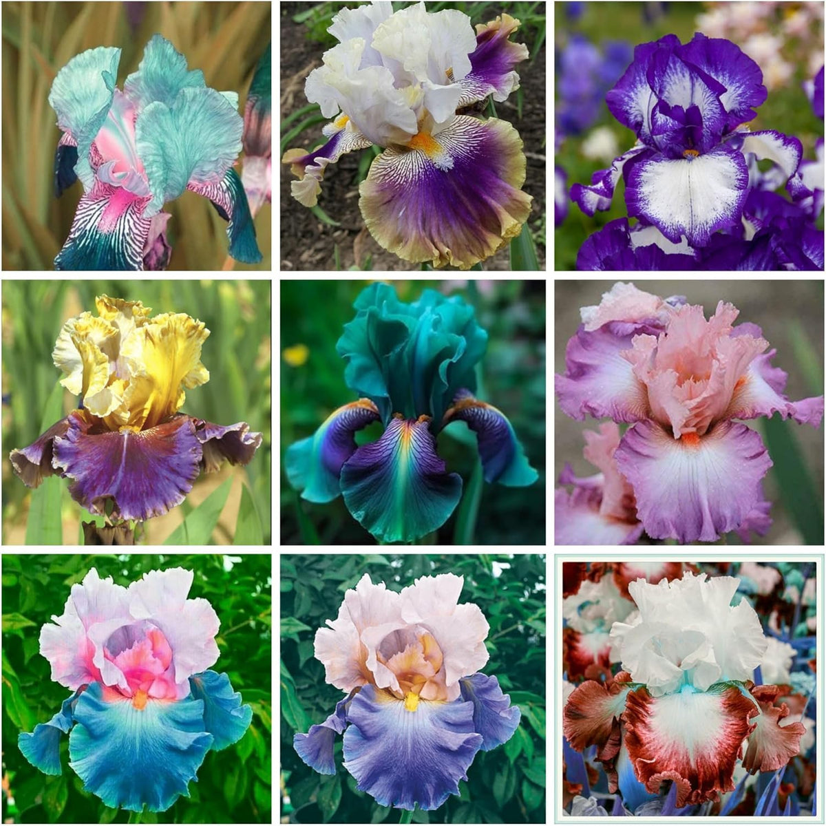 Wivolibe rare iris seeds mix ready for outdoor planting and spring color.