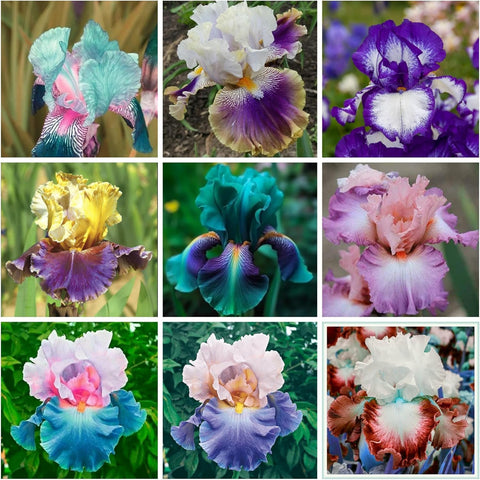 Wivolibe rare iris seeds mix ready for outdoor planting and spring color.