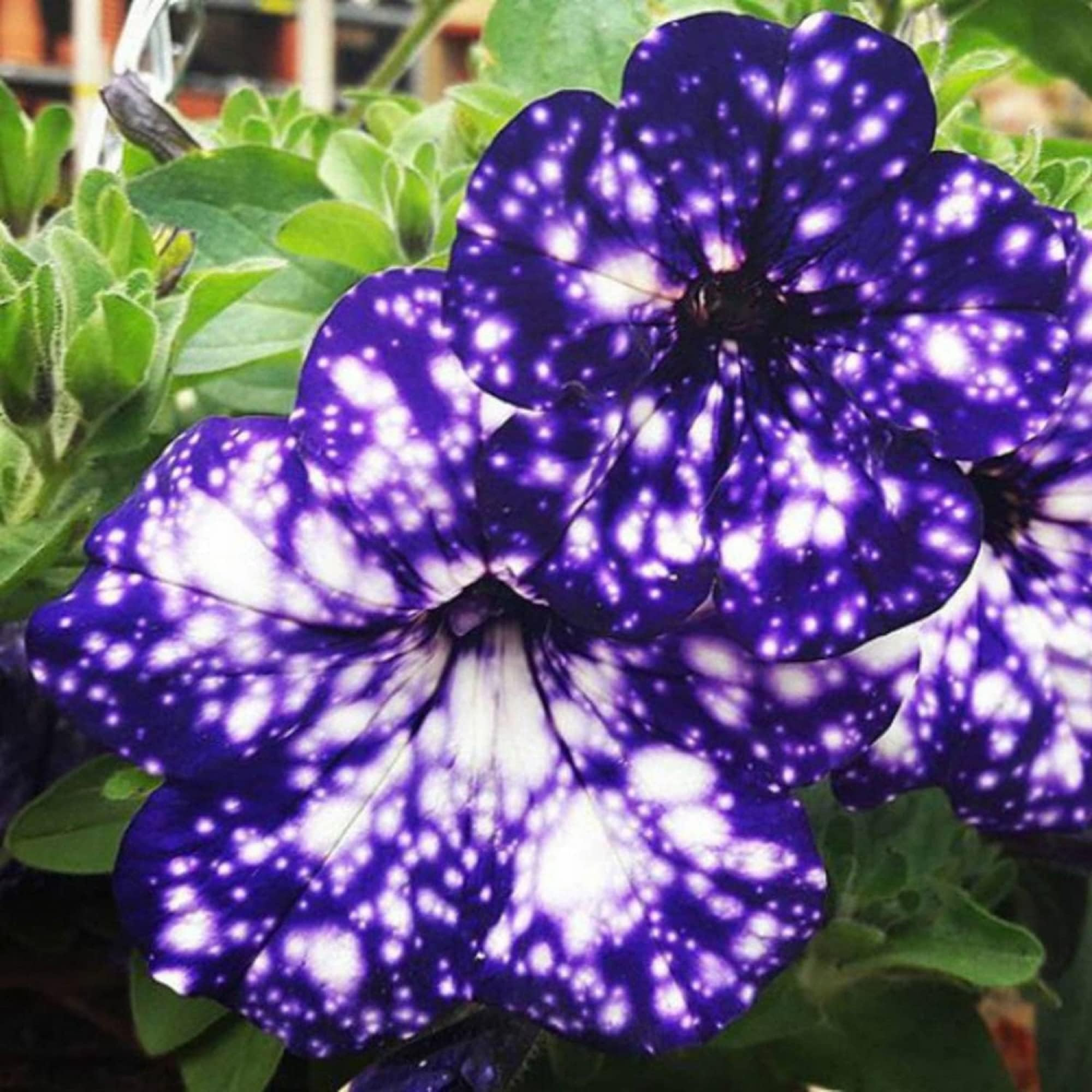 Wivolibe Rare Night Sky Petunia seeds pack for vibrant home garden color.