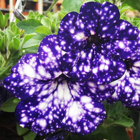 Wivolibe Rare Night Sky Petunia seeds pack for vibrant home garden color.
