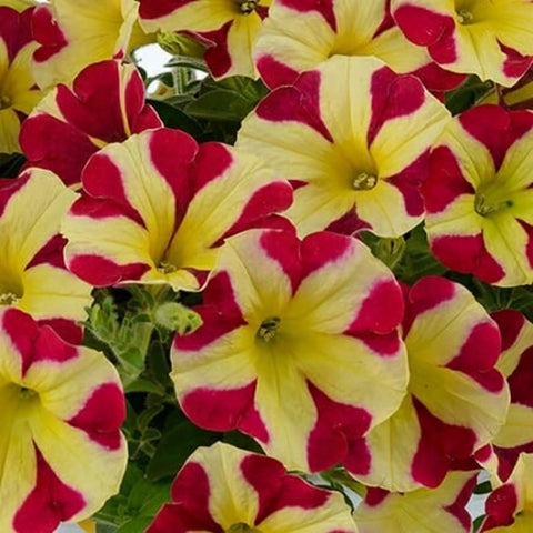 Wivolibe rare petunia blooms brighten beds with heirloom charm.