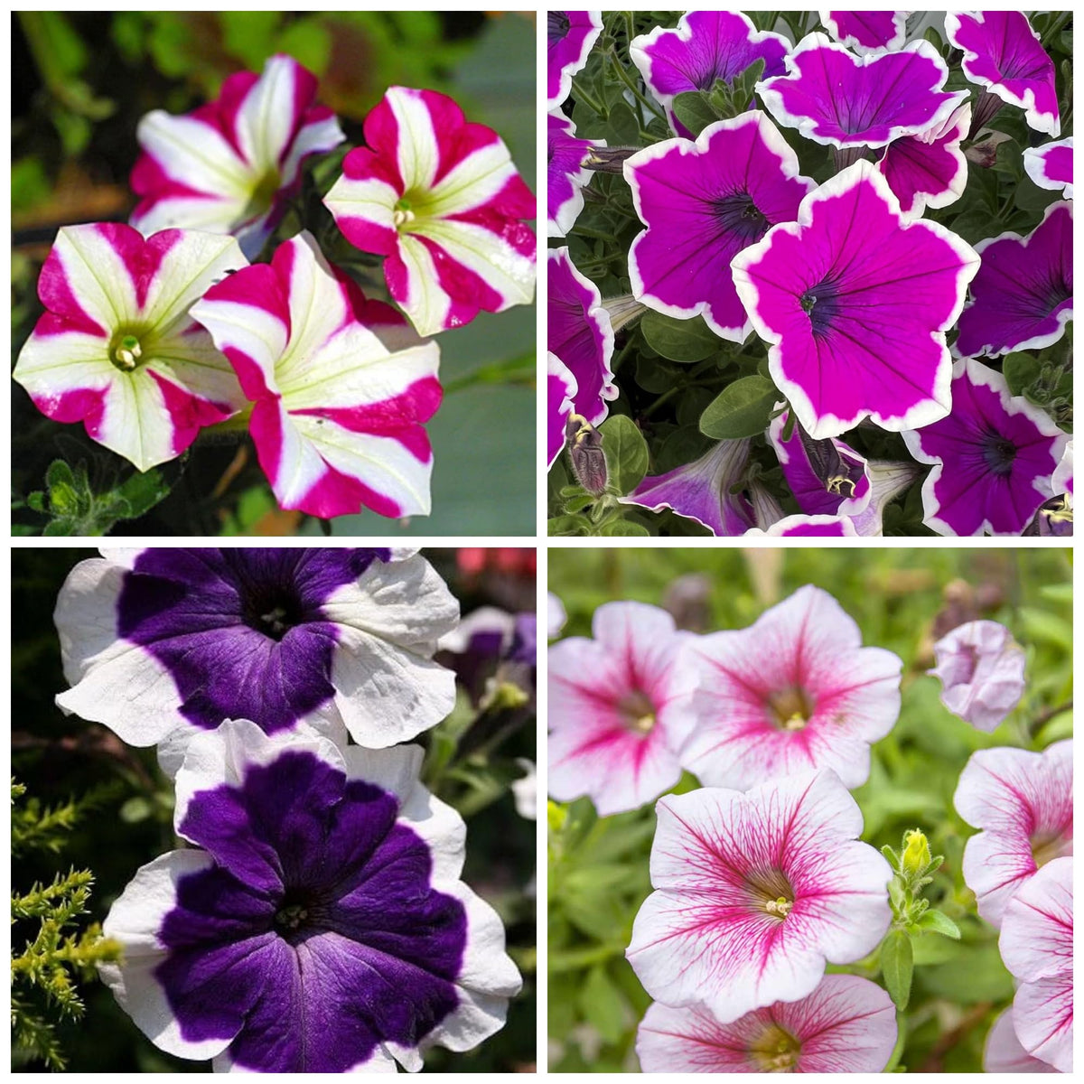 Wivolibe rare petunia seeds pack ready to bloom in borders and containers.