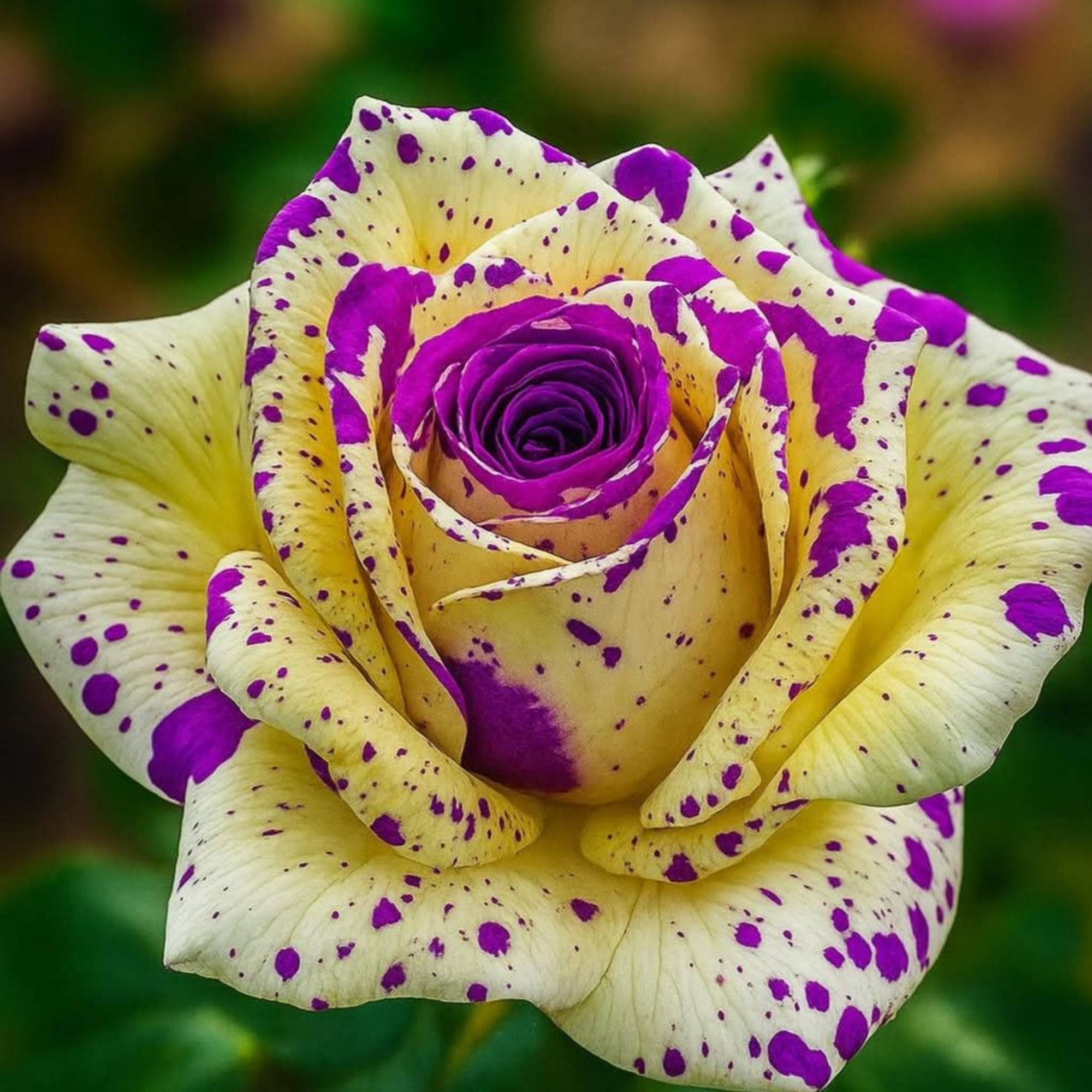 Wivolibe rare rose seeds in a garden plot