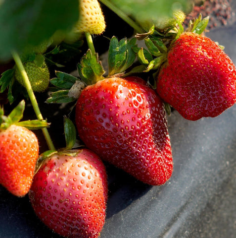Wivolibe raspberry seeds closeup supports easy balcony growing