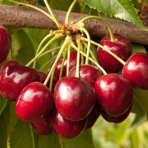 Wivolibe raspberry seeds close-up, great for garden harvest or containers.