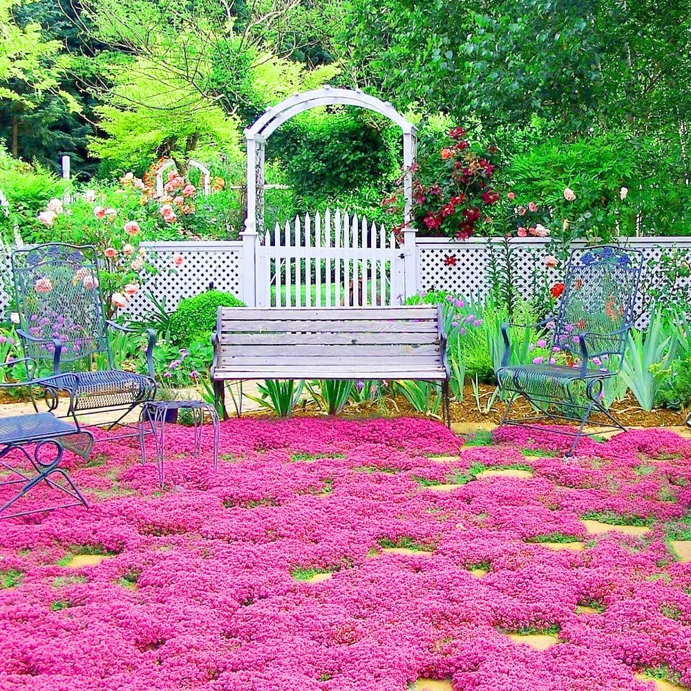 Wivolibe red creeping thyme early-summer magenta blooms brighten rock gardens.