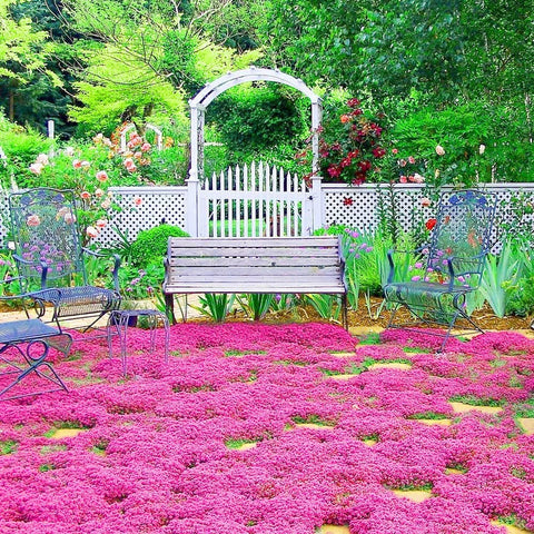 Wivolibe red creeping thyme early-summer magenta blooms brighten rock gardens.