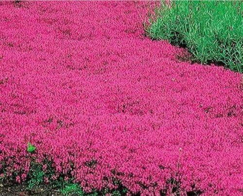 Wivolibe red creeping thyme seeds ground cover pack provides dense color for sunny borders.