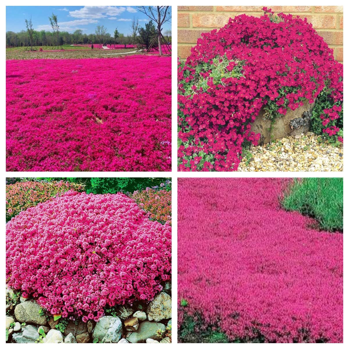 Wivolibe red creeping thyme seeds pack ideal for borders and sunny pathways