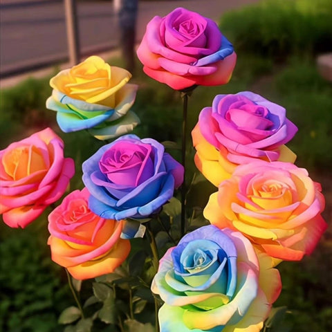 Close-up of Wivolibe rose blooms showing rich color tones