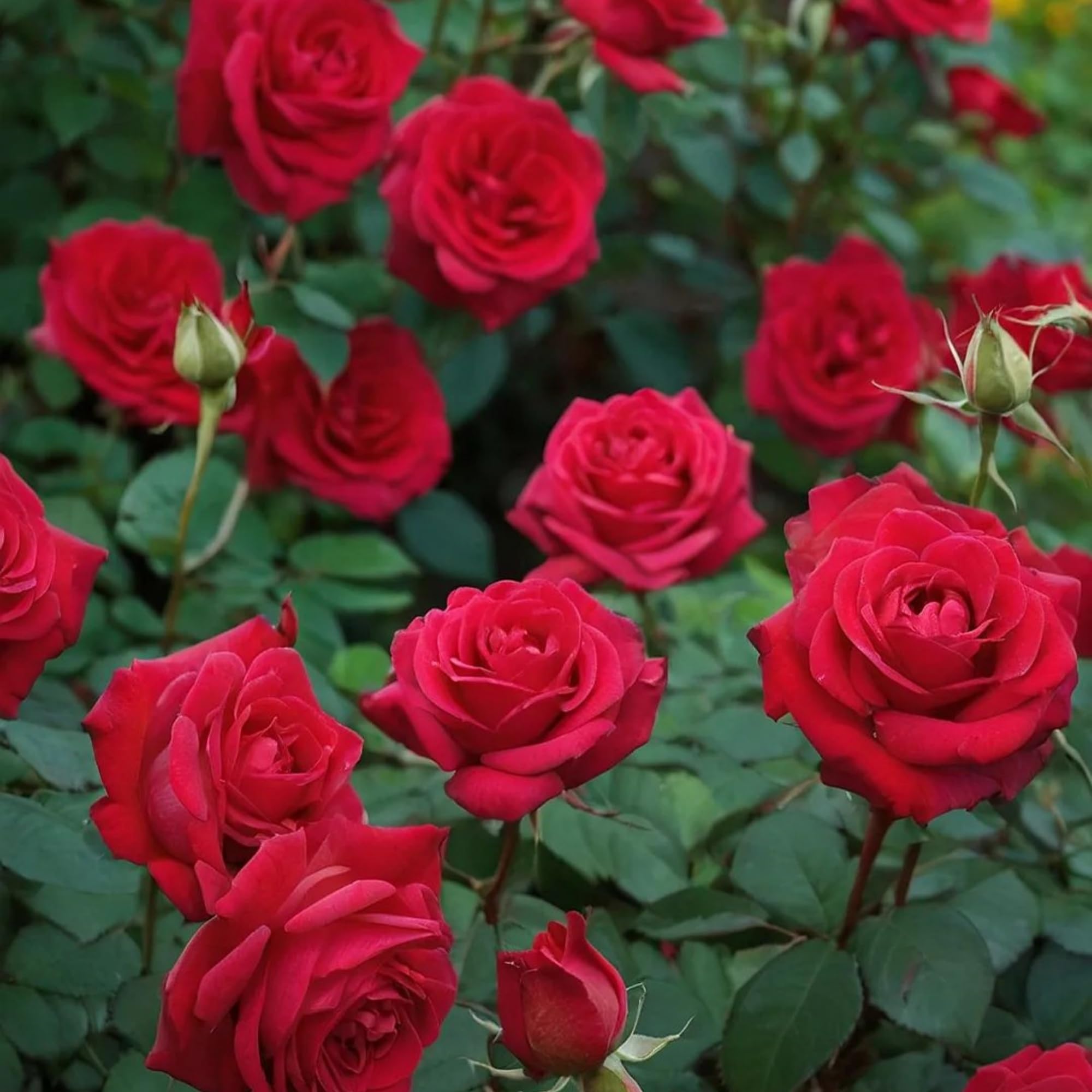 Roses planted along a border by Wivolibe for garden color