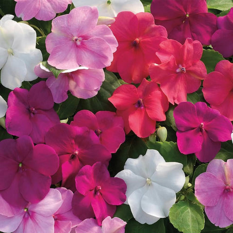 Wivolibe low-growing vinca creates a dense rose-colored carpet.