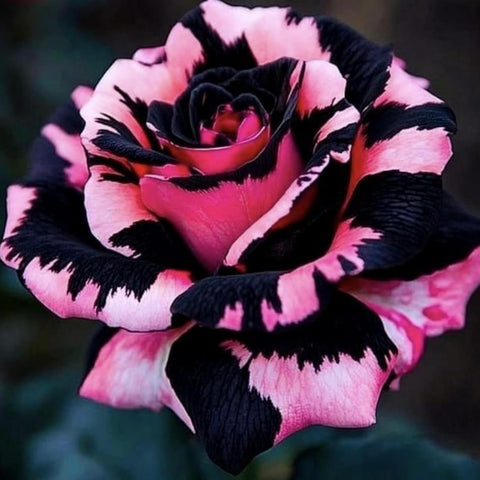 Wivolibe rose planted in a garden bed with healthy growth.
