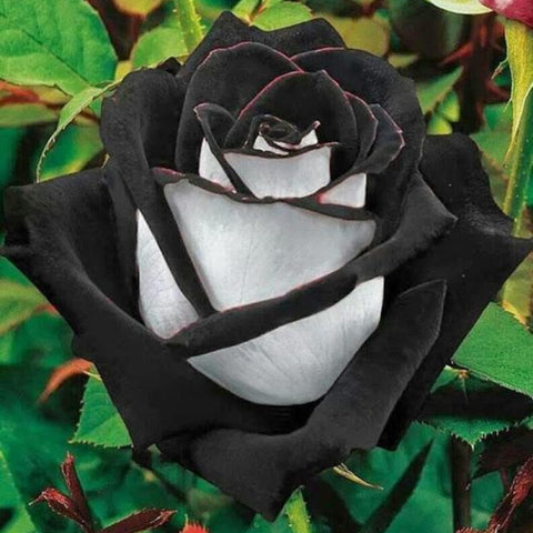 Wivolibe rose seeds germination guidance supports steady sprouts.