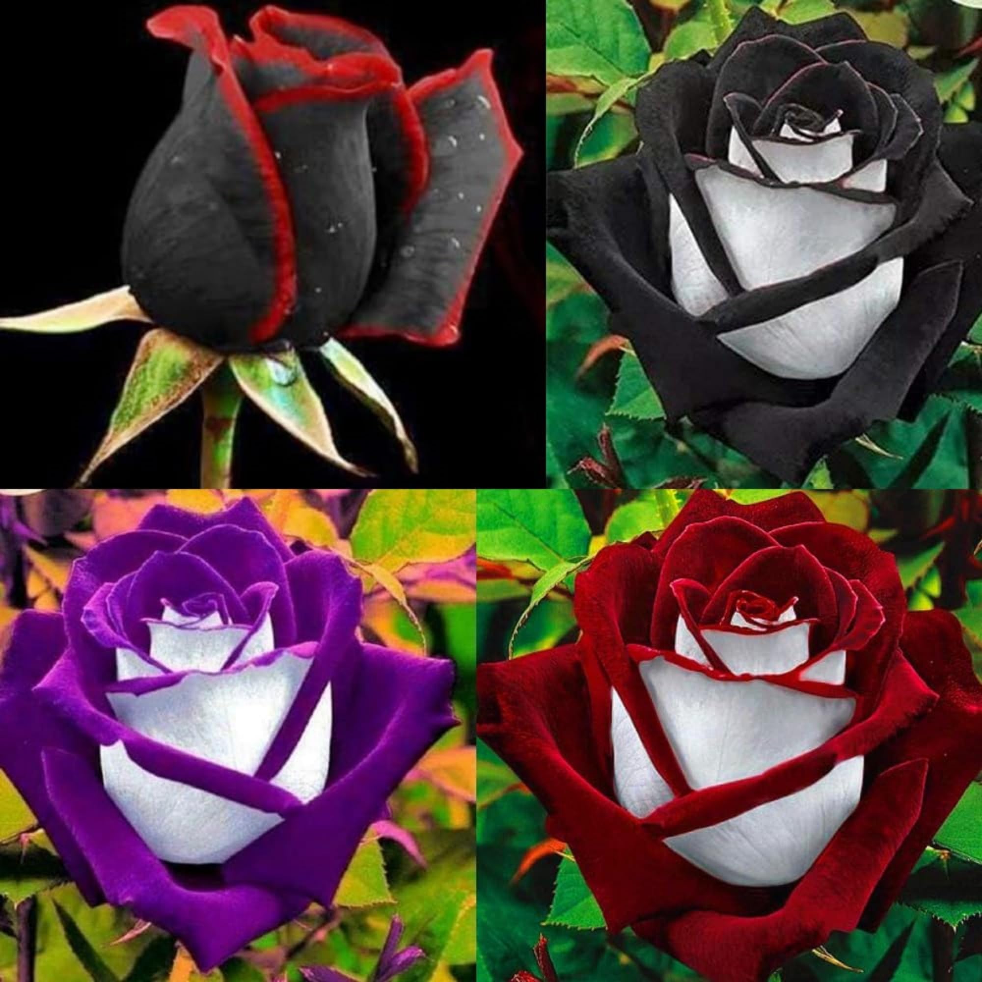 Wivolibe rose seeds multi-color for vibrant garden blooms.