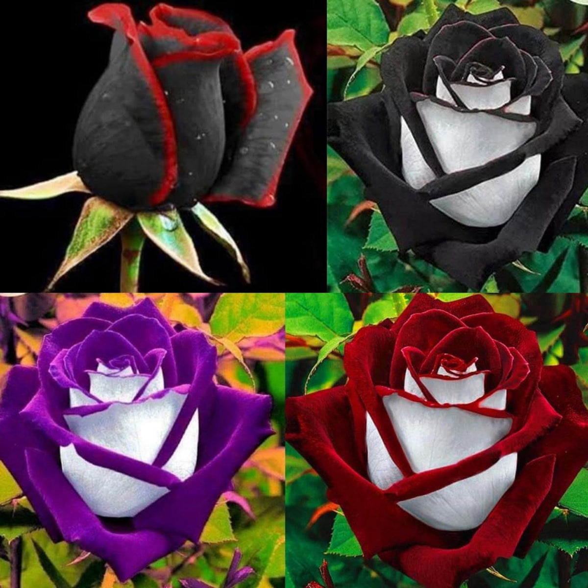Wivolibe rose seeds multi-color for vibrant garden blooms.