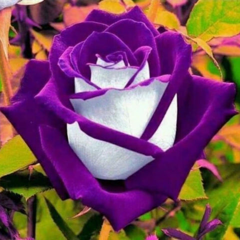 Wivolibe rose seeds potting help creates compact, thriving plants.