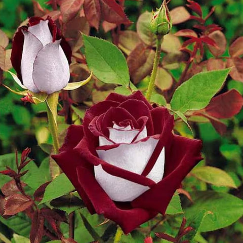 Wivolibe rose seeds sunlight care promotes robust growth and color.