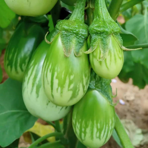 Wivolibe round green eggplant seeds pack ready for sowing in the garden