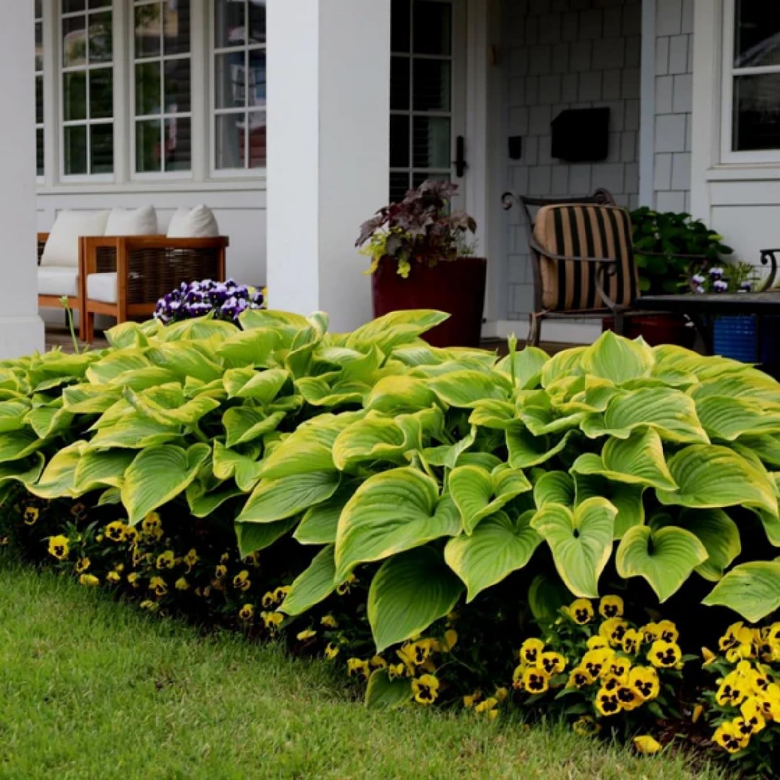 Wivolibe shade-loving foliage adds texture to borders.