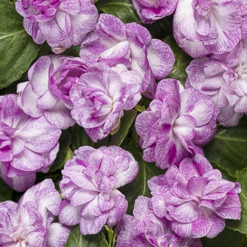 Wivolibe shade-loving impatiens thrive in moist soil for borders.