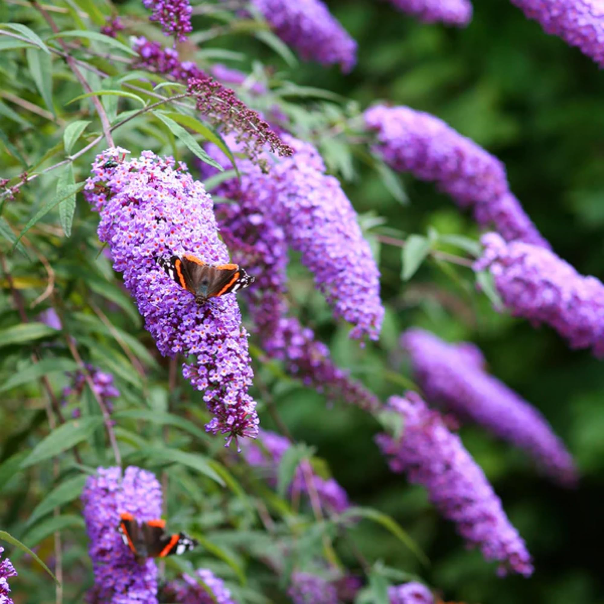 Wivolibe showy shrub for outdoor beds with long-lasting blooms.