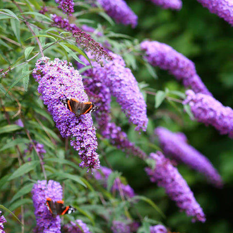 Wivolibe showy shrub for outdoor beds with long-lasting blooms.