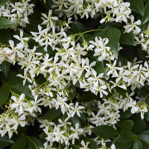 Wivolibe sowing jasmine seeds in moist soil for vines