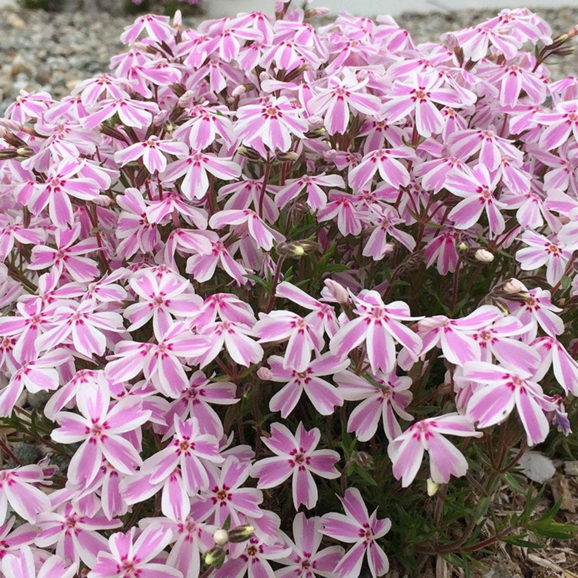 Wivolibe creeping phlox sowing outdoors for easy growth.