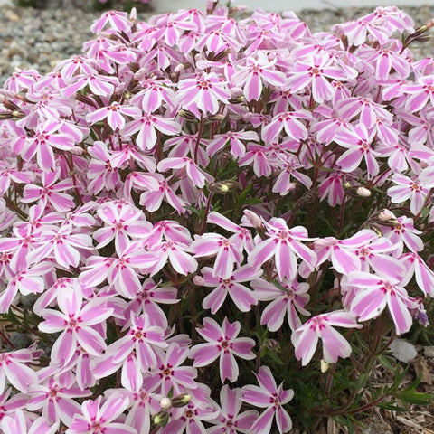 Wivolibe creeping phlox sowing outdoors for easy growth.