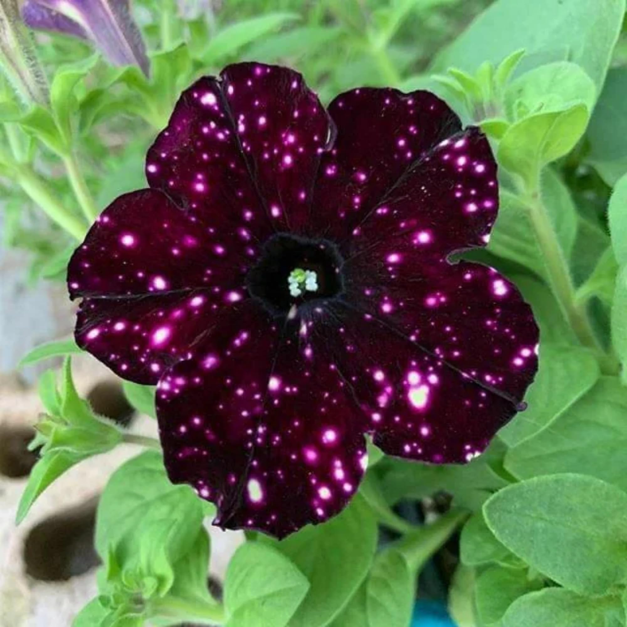 Wivolibe spring-bloom seeds enable indoor start for earlier color.