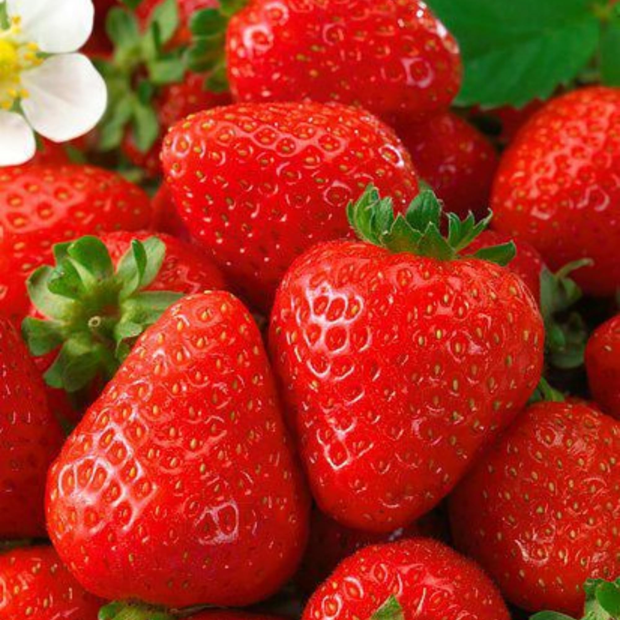 Wivolibe strawberry garden spot illustrating fall or spring planting.