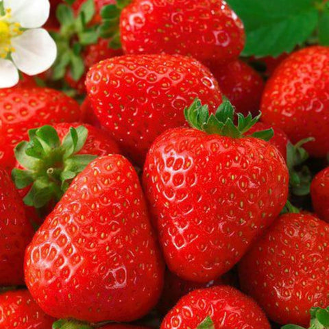 Wivolibe strawberry garden spot illustrating fall or spring planting.