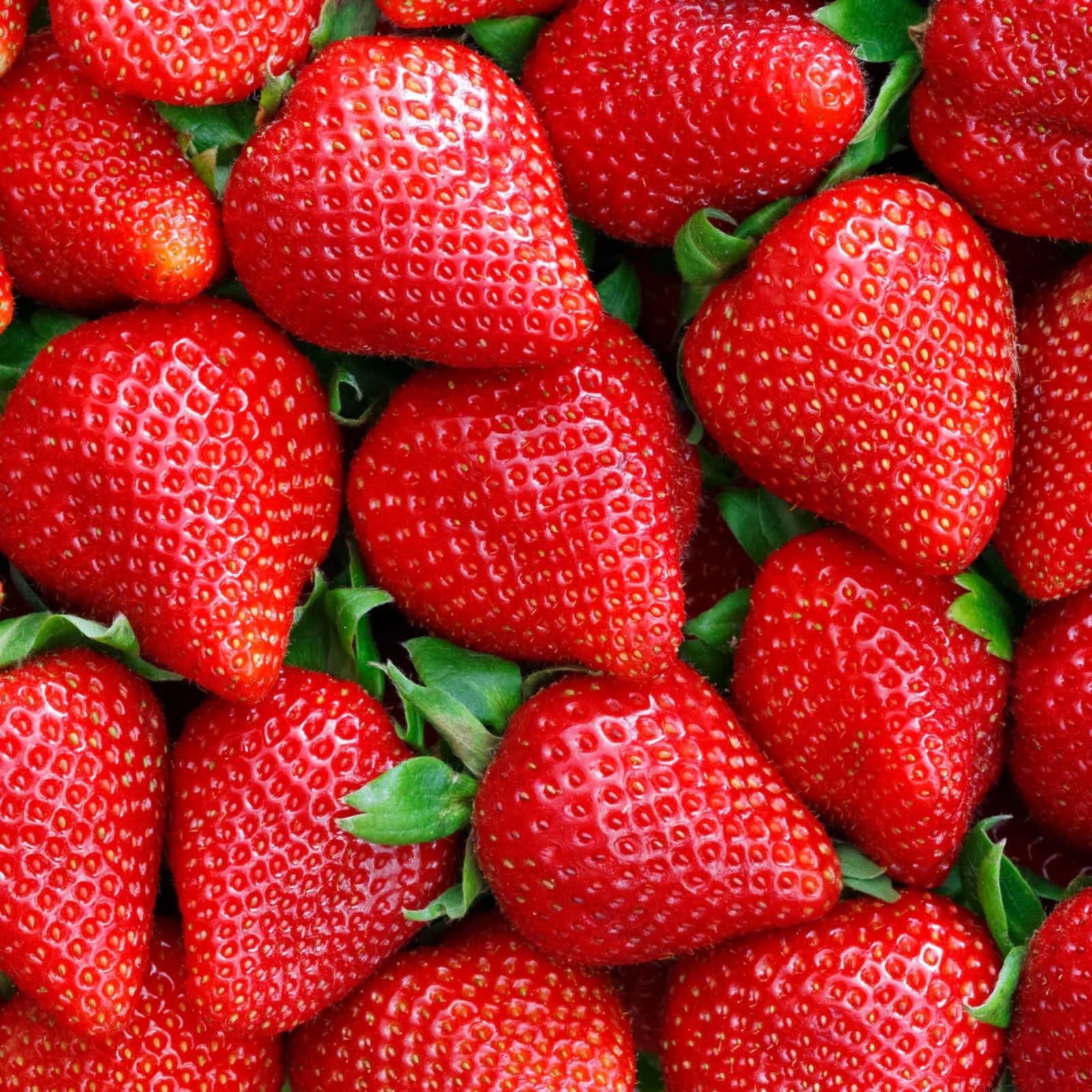Wivolibe harvest-ready strawberries hint at home garden rewards